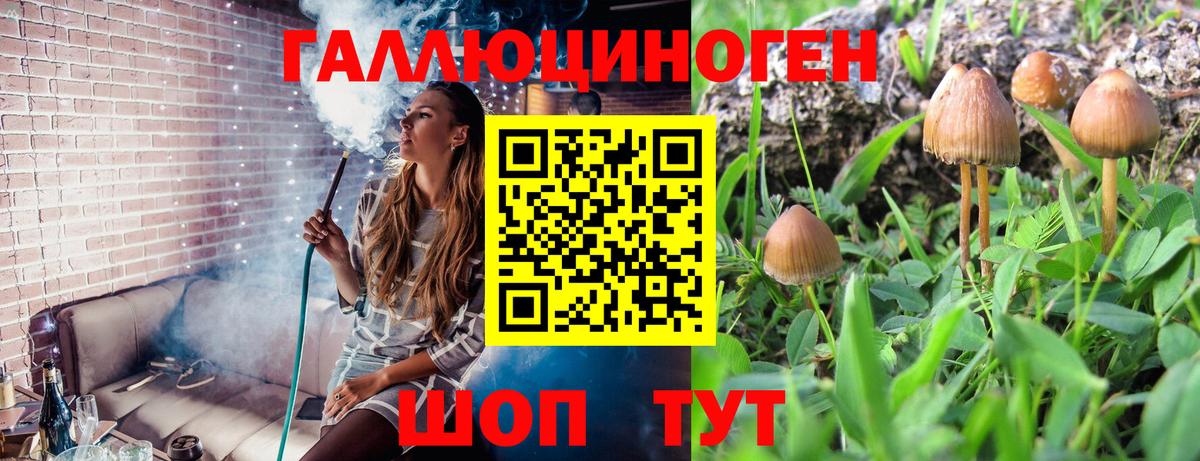 Мурино  хочу наркоту  Вход с VPN  Псилоцибиновые грибы GOLDEN TEACHER 
